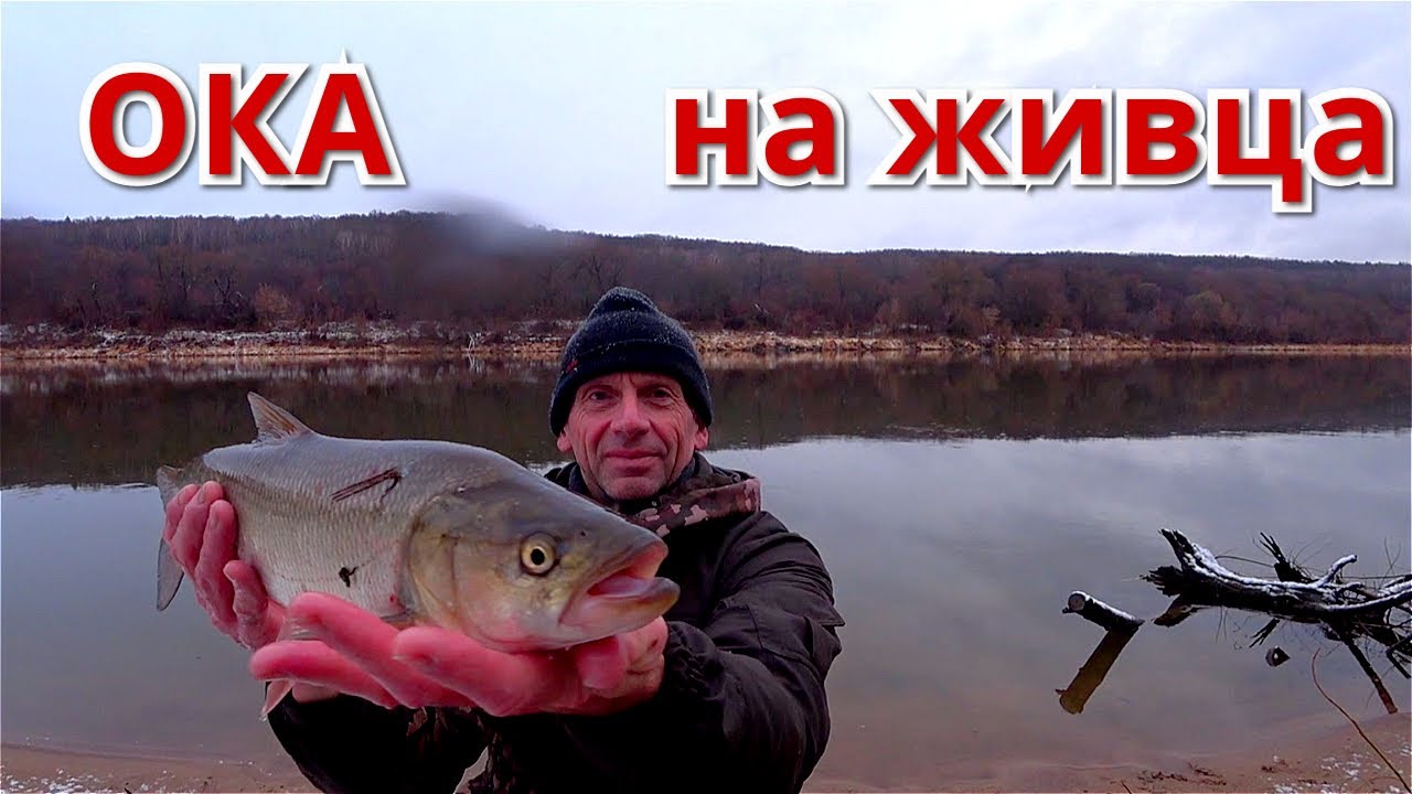 Рыбы Ока Фото Рыбы Ока Фото