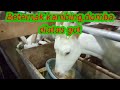 Beternak kambing/ domba diatas parit