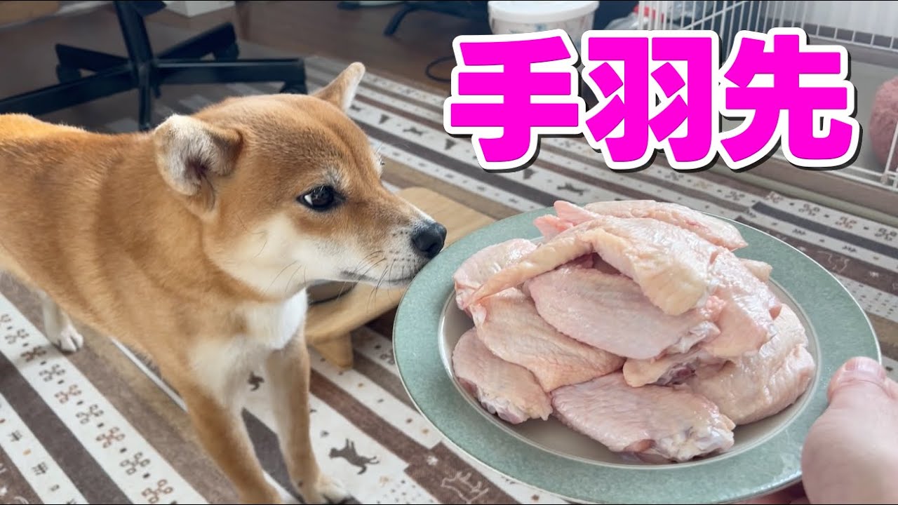 【柴犬小夏】クリスマスは骨ごと手羽先いただきます　ASMR　圧力鍋