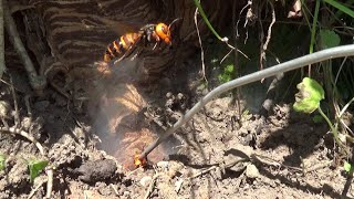 須賀川市でスズメバチ駆除- オオスズメバチの巣が玄関付近の土手に！超
