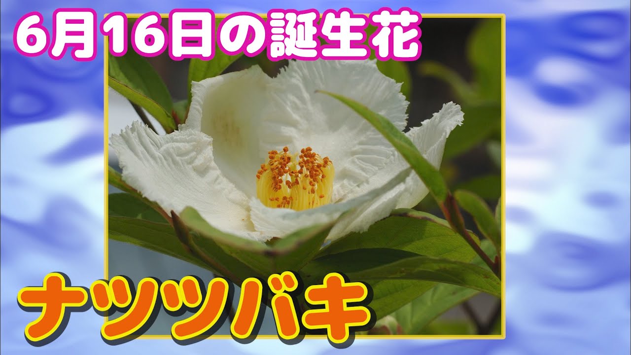 6月16日の誕生花 ナツツバキ どんな花 あなたに送る花言葉は Youtube