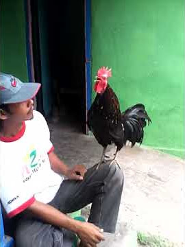 Ayam ketawa gretek kediri