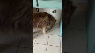 Husky Chow-chow drinks forever #husky