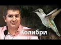 Интересно что Бог вложил в птичку колибри - Александр Гырбу