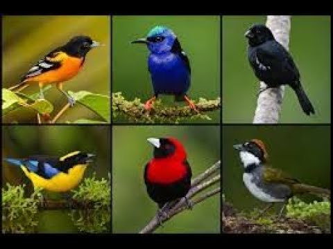 PÁJAROS CANTORES | Tipos de que Cantan en el Bosque por la Mañana | Curiosidades Pájaros -
