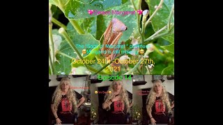 #prayingmantis ”The Saga of Margaret” continues….Margaret is still missing🥹