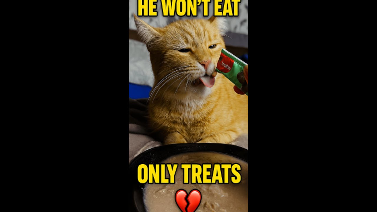 He Won’t Eat… Only Treats 💔😿 My Cat Stopped Eating After Surgery… 