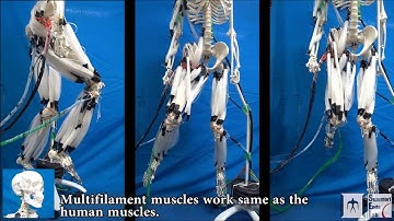 Musculoskeletal Robot Driven by Multifilament Muscles