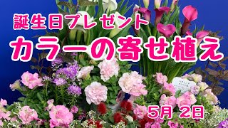 カラーで華やかな寄せ植え自分へお誕生日プレゼント　#プランツギャザリング