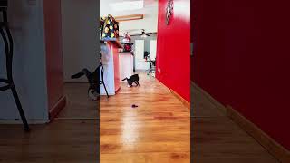 Watch This Hilarious Cat in Slow Motion: You Will Burst Into Laughter! Resimi