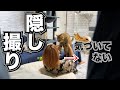 R村の柴ねこの飼い主の裏側をお見せします・・・