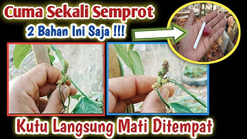 cara membasmi hama kutu,cukup sekali semprot langsung hilang #hama #musimkemarau #tanaman