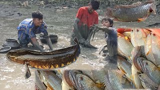 Unusual Fishing | They Caught Giant Fish From UNDERGROUND Dry Mud | Catch Fish Dry Season |Fish Trap