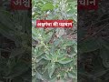 अश्वगंधा का पौधा कैसा होता है #withania somnifera (Linn)dunal