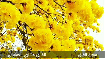 سورة الفلق #مكررة - القارئ : مشاري العفاسي #المصحف_المرتل #حفص_عن_عاصم
