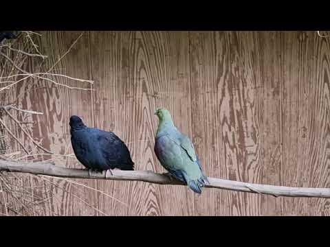 Japanese wood pigeon and White-bellied wedge-tailed green pigeon