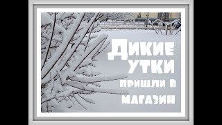 ДИКИЕ УТКИ В САМОМ НЕОЖИДАННОМ МЕСТЕ ГОРОДА Салат оливье для птиц КОРМУШКА ДЛЯ ПТИЦ СО ШТОРКАМИ ДИКИЕ УТКИ В САМОМ НЕОЖИДАННОМ МЕСТЕ ГОРОДА Салат оливье для птиц КОРМУШКА ДЛЯ ПТИЦ СО ШТОРКАМИ