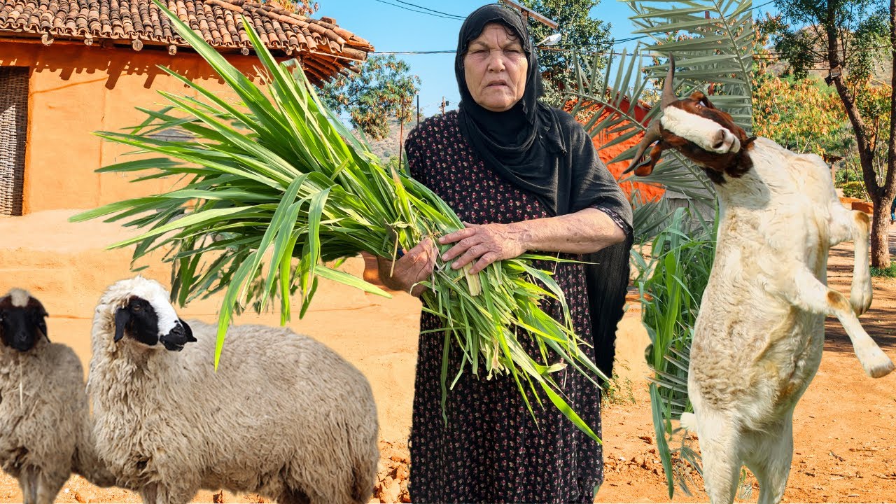 قصة حياة جدة وحيدة في جنوب إيران: خبز يدوي، رعاية الغنم، وصراع البقاء في الحياة الريفية التقليدية