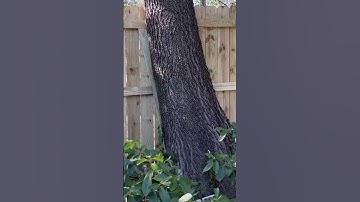 Treated Pine Fence #diy #construction #fence