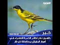 ظهور نادر لطائر الذعرة الصفراء في أهوار الجبايش بمحافظة ذي قار ظهور نادر لطائر الذعرة الصفراء في أهوار الجبايش بمحافظة ذي قار