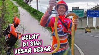 Download Lagu Solokan Pinggir Tol BELUTNYA Ternyata Besar Besar. MP3