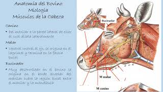 Miología del Bovino: Músculos de la Cabeza