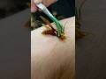 STUNG By An EXECUTIONER WASP! #wasp #sting #wasps