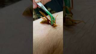 STUNG By An EXECUTIONER WASP! #wasp #sting #wasps