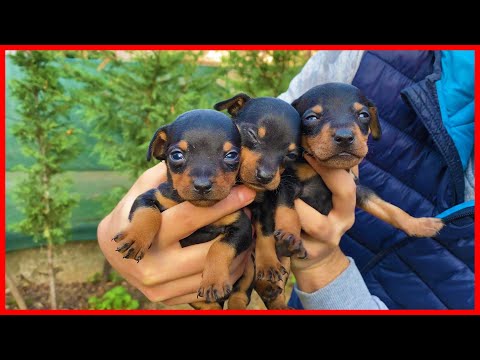 Video: Pinscher Yavruları Nasıl Beslenir