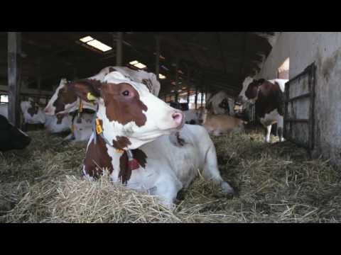 Video: Obrovskú Lebku Primitívnej Kravy Držal Doma Farmár Z Burjatska Sedem Rokov - Alternatívny Pohľad