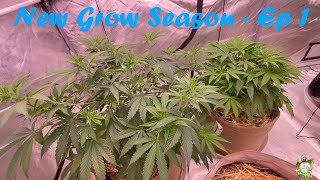NEW GROW SEASON - Optic Slim LED - Ethos Planet of the Grapes and Neptunes Candy(My Strain)
