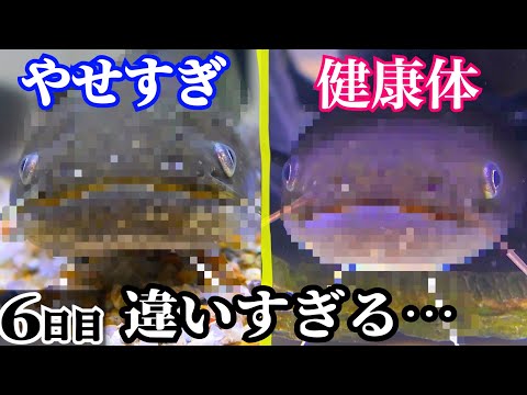 瀕死だったナマズと健康なナマズを比較 エビとエサの取り合いに Phuket News