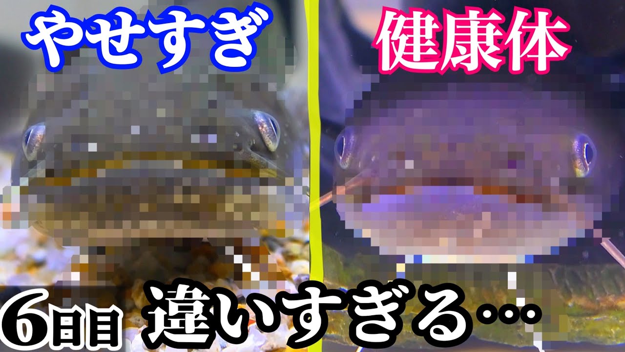 瀕死だったナマズと健康なナマズを比較 エビとエサの取り合いに 痩せたナマズ6日目 Youtube