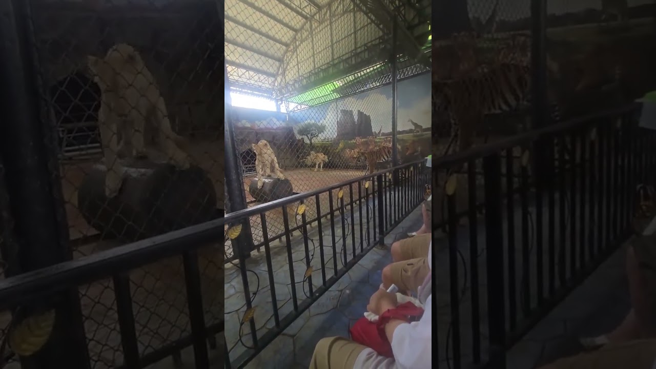 115/2/22（日）大城動物園，老虎獅子表演，泰國老虎獅子馬戲團