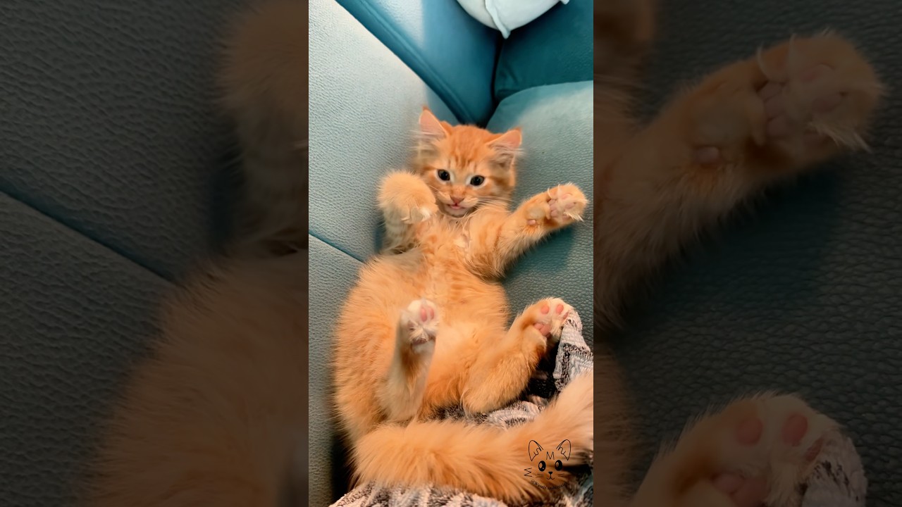 Готов кинуть лапки 🥊🐾‼️