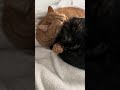 Pure cuteness. #cat #adorably #kitten #cute #cats #adoreble #cutecat #kitty #meow #animals #pets