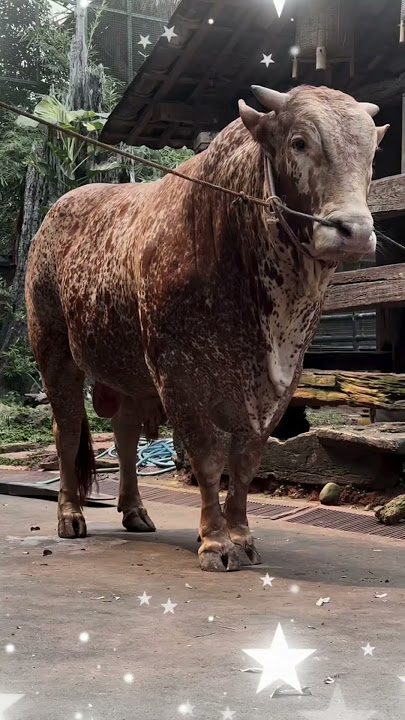 BUKAN SAPI IRFAN_TAPI 2 SAPI INI DISEMB3L1H DIKEDIAMAN IRFAN HAKIM #sapi #sapilucu #sapijumbo