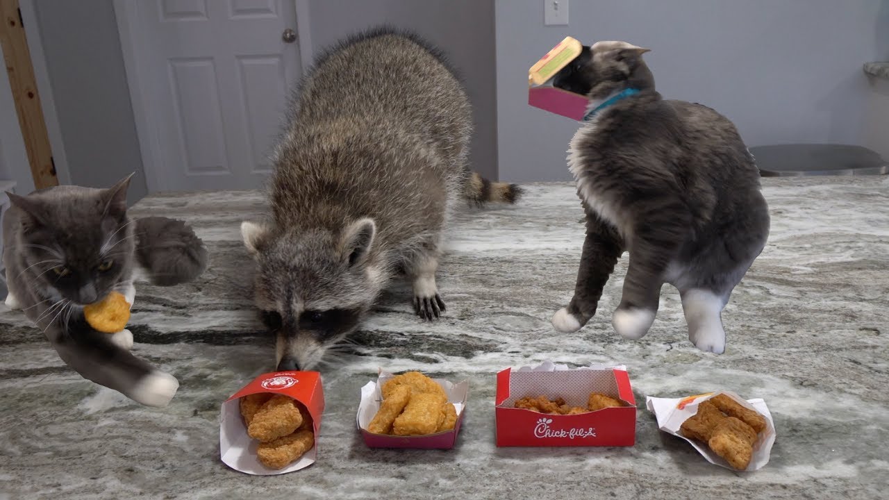 Raccoon and Chicken