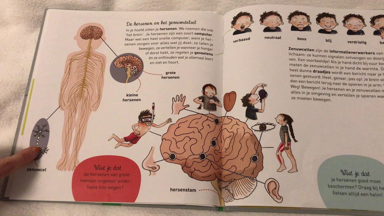 Zo werkt mijn lichaam "de hersenen en het zenuwstelsel" - YouTube
