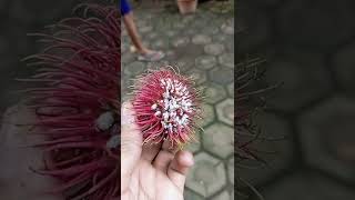 Buah Rambutan menjadi sarang kutu putih 😱