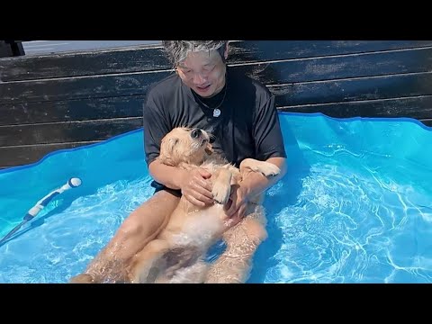 異常気象?6月なのに真夏日に!人生初のプールに入る子犬(笑)【Golden Retriever japan】