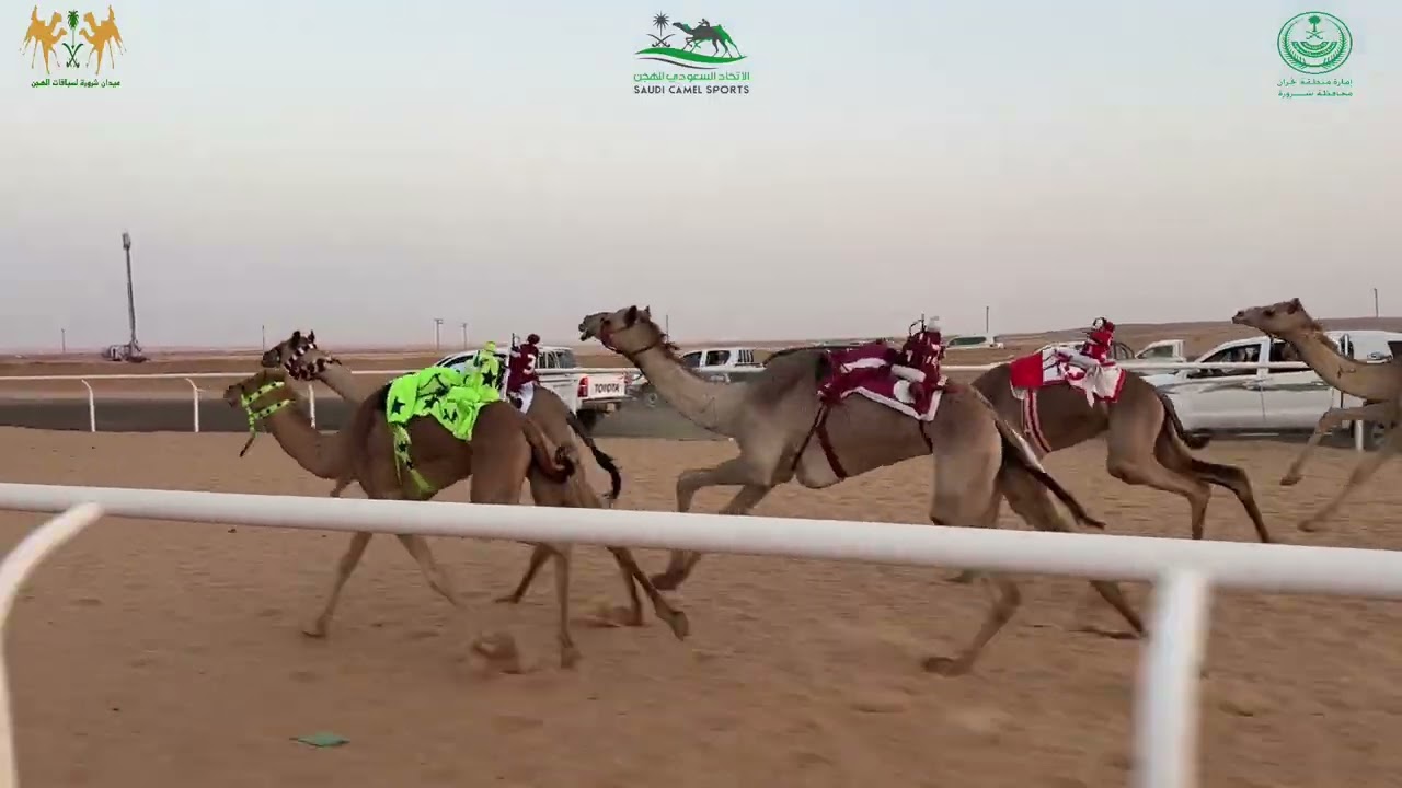 ميدان شرورة - بكار رئيسي مفاريد - مسافة ١٥٠٠ م - الدهماء ل محمد حمد ال منيف