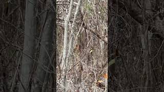 Me Encontr Un Venado Cola Blanca Entr El Monte  venados vidasilvestre animals