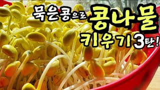 "묵은콩으로 콩나물기르기 참쉬워요.How to raise bean sprout with old beans!