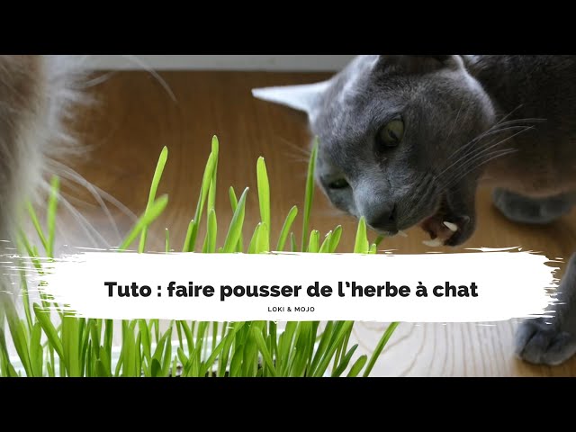 Tuto : faire pousser de l'herbe à chat (en intérieur) - Loki