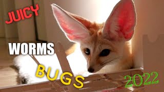 Cute Fox Starting New Year the Way he Loves Most by Djinn The Fennec Fox 5,812 views 2 years ago 4 minutes, 4 seconds