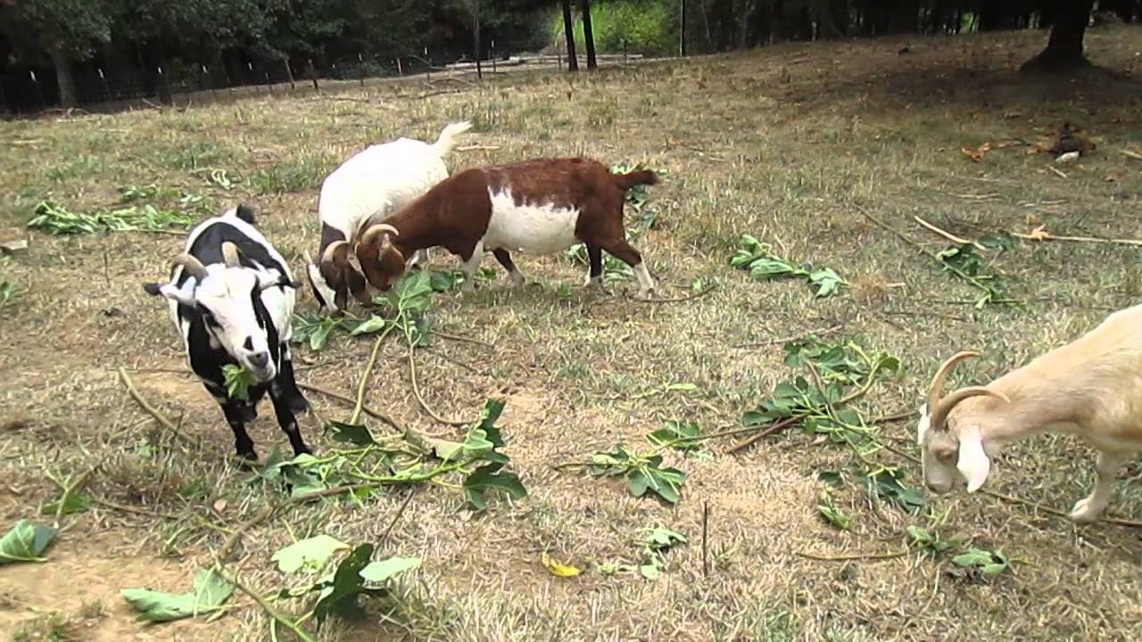 Goats eat fig tree leaves 山羊吃修枝後的無花果枝葉 YouTube