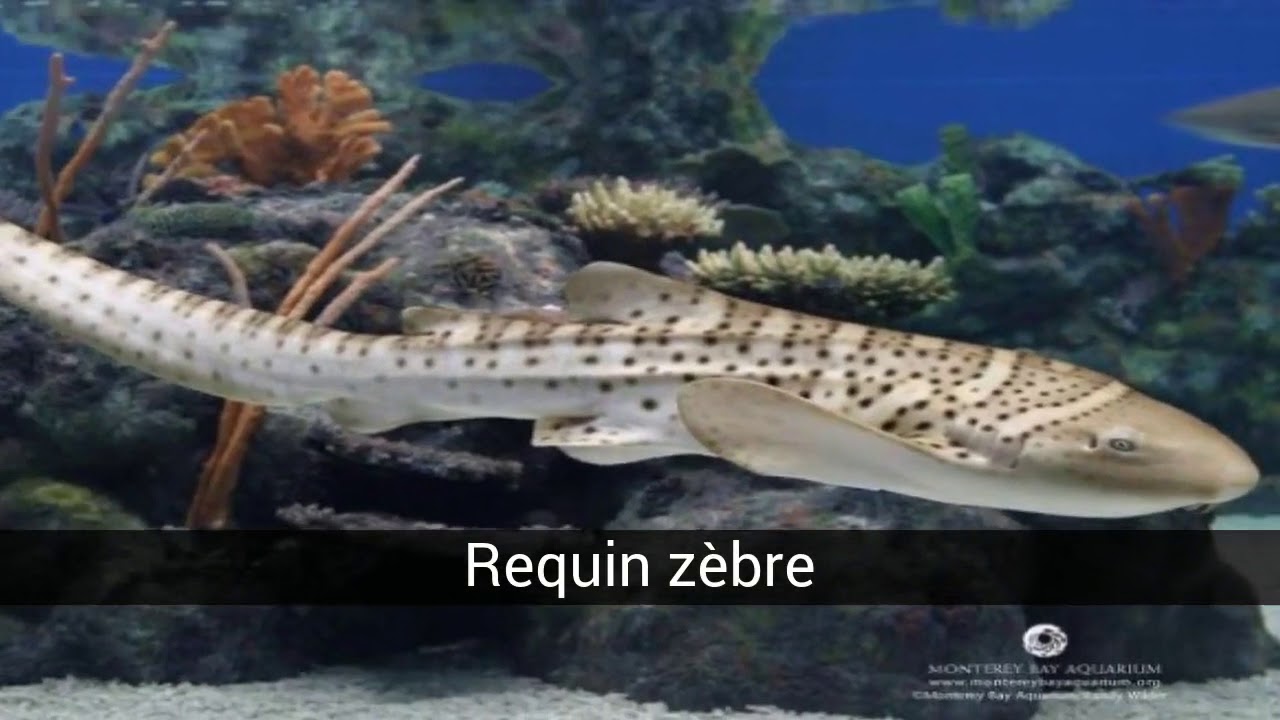 Cours De Requin Youtube Cours De Requin Youtube