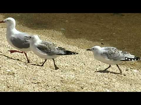 Immature black backed