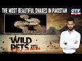 The most beautiful snakes in Pakistan | Wild Pets with Aun 30th September 2019